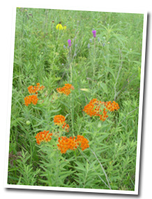 Iowa Prairie Grass and Flowers